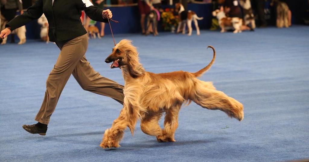 national-dog-show-2015