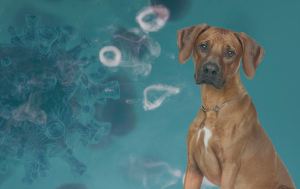 photo-for-her2-study