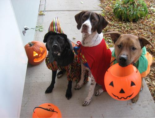 Halloween Dogs