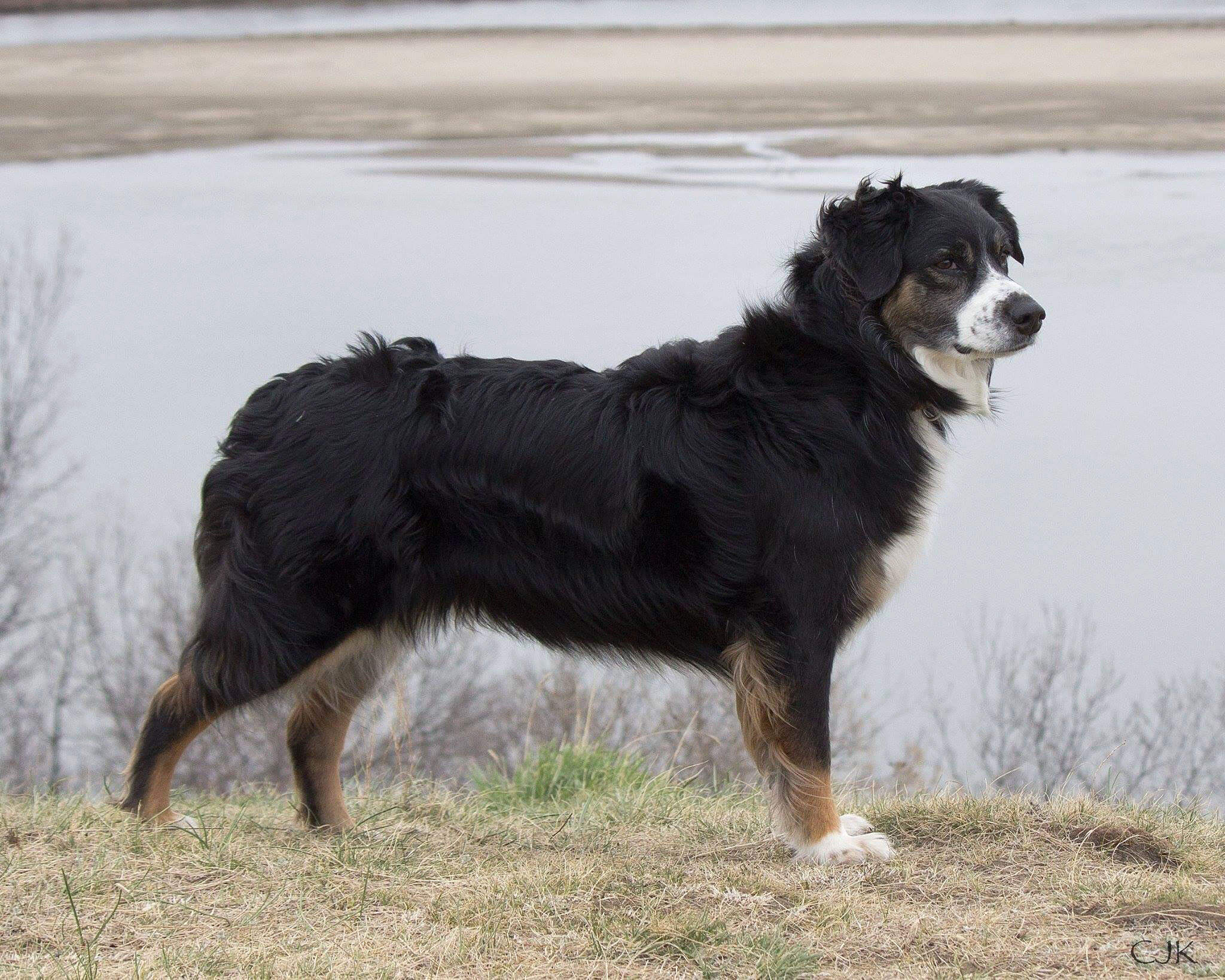Purdue university research into coat color
