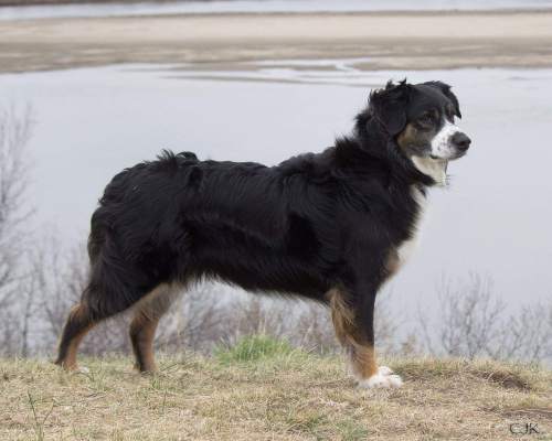 Purdue university research into coat color