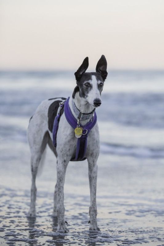 Izzy the Greyhound edited by Little Things Photography