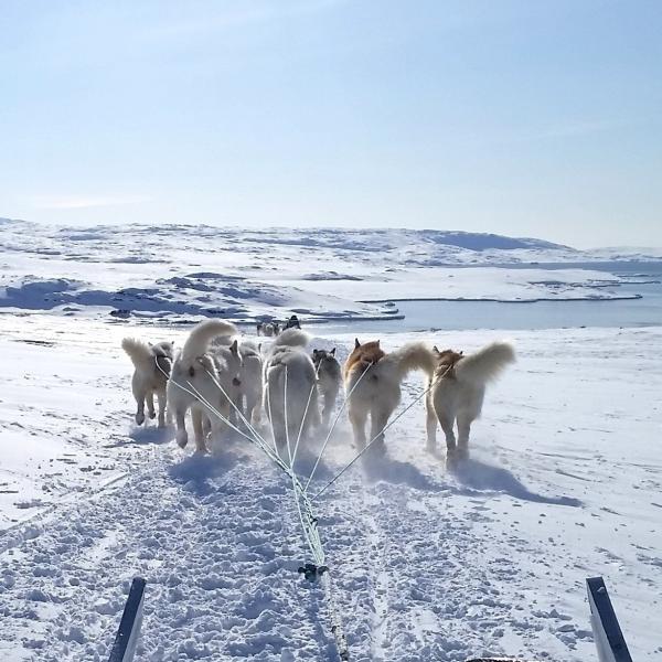 Inuit sled dogs