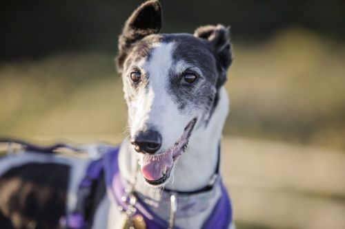Izzy the greyhound