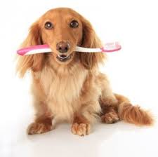Dog with toothbrush