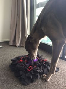 Kobe with snuffle mat