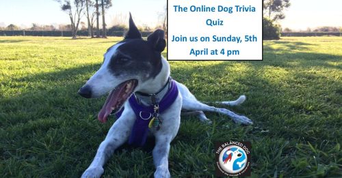 Dog Trivia Challenge for Facebook