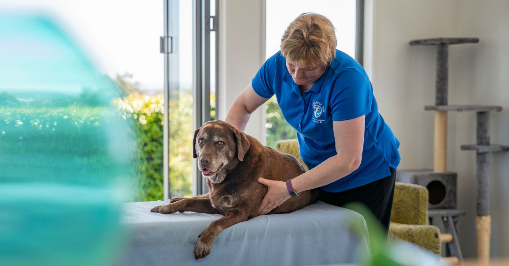 Balanced Dog Facebook banner