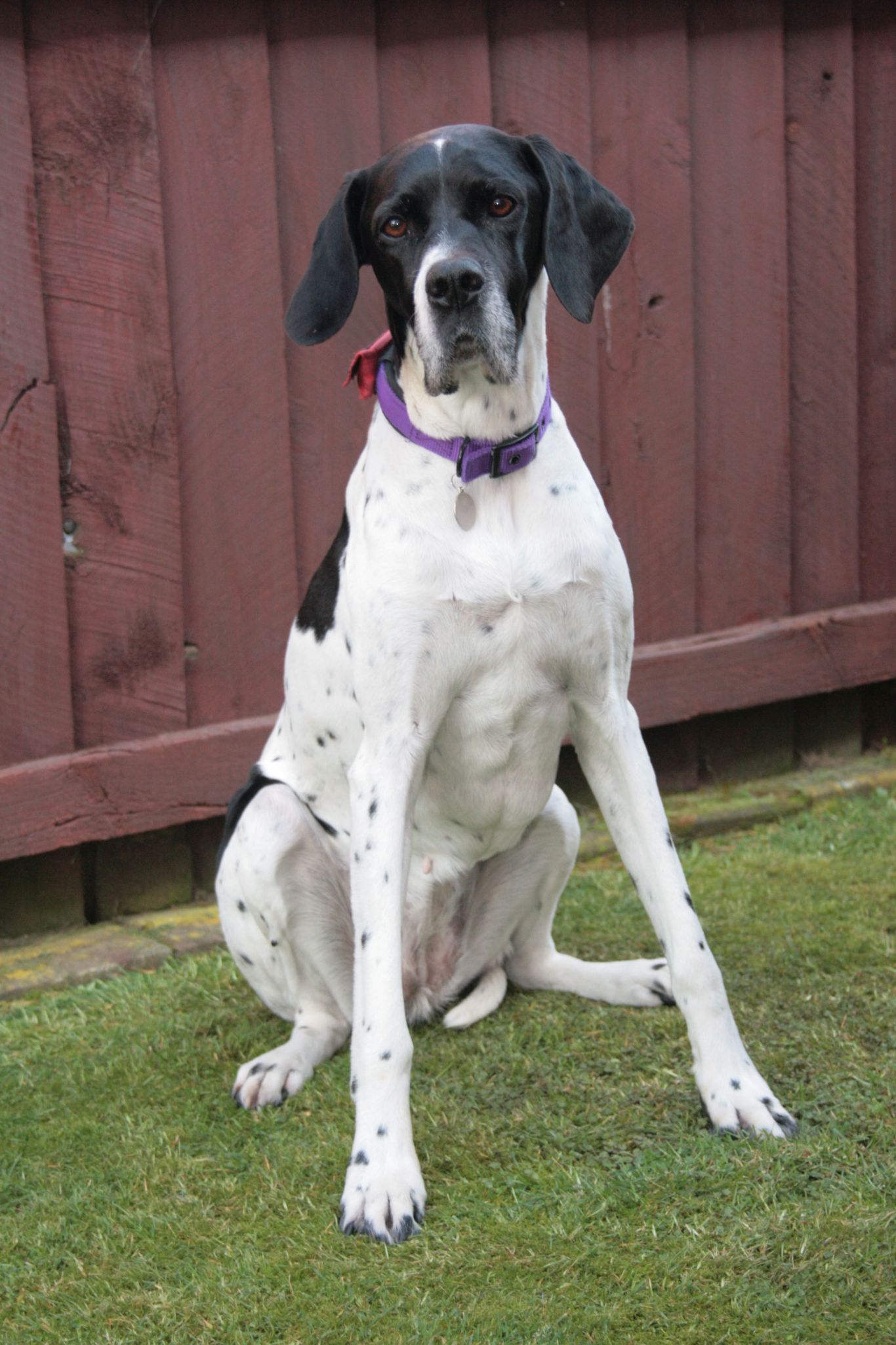 Daisy the English Pointer
