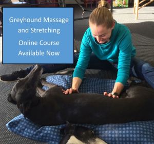 Greyhound massage and stretching